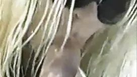 Il bambino accarezza ...